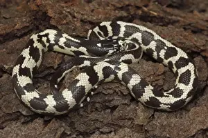 California Kingsnake (aberrant phase) - controlled conditions - USA
