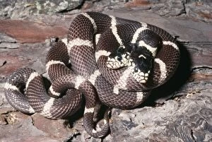 California Kingsnake - with two heads
