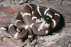Kingsnakes Prints: California Kingsnake - with two heads Palo Alto, California, USA