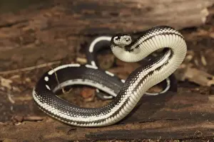 California Kingsnake (striped phase) - controlled conditions - USA