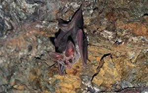 California Leaf-nosed Bat
