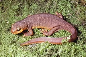 Images Dated 19th October 2007: California Newt - terrestrial stage California, USA