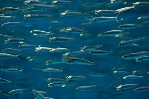 Images Dated 23rd November 2010: California Pilchard / Pacific Sardine