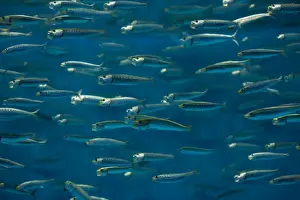 Sardine Prints: California Pilchard / Pacific Sardine - Pacific Ocean, Monterey, California