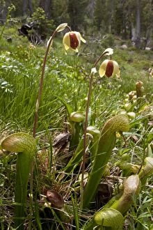 Images Dated 25th July 2011: California Pitcher Plant - in boggy area