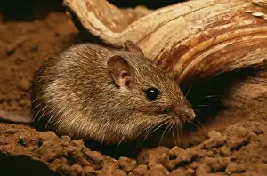 Mouse Prints: California Pocket Mouse MOP 368 Chaetodipus californicus © Moose Peterson / ARDEA LONDON