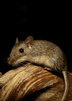 California Pocket Mouse MOP 370 C Chaetodipus californicus © Moose Peterson / ARDEA LONDON