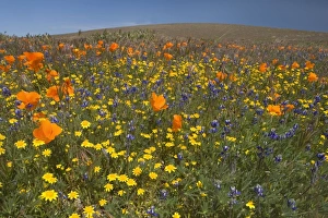California Poppies and Yellow Goldfields (Lasthenia californica), Pygmy-Leaved Lupines (Lupinus bicolor) cover hills and valleys in Antelope Valley California Poppies and Yellow Goldfields (Lasthenia californica), Pygmy-Leaved Lupines (Lupinus bicolor) cover hills and valleys in Antelope Valley