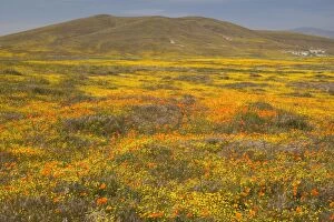 Images Dated 25th March 2009: California Poppies and Yellow Goldfields (Lasthenia californica)
