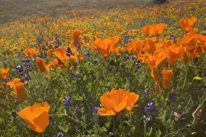 Violet Prints: California Poppies and Yellow Goldfields (Lasthenia californica)