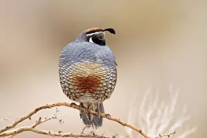 California Prints: California Quail - Anza Borrego Desert State Park. January in California, USA