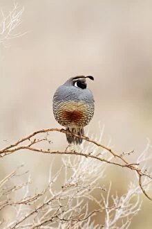 Images Dated 22nd January 2010: California Quail. Anza Borrego Desert State Park. January in California, USA