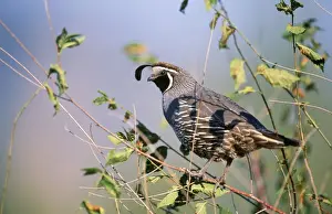 California Quail California, USA