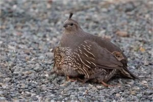 Wing Gallery: California Quail - A female sheltering her chicks