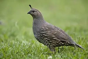 Quail Prints: California Quail - female - Teal Valley near Nelson