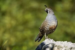 California Quail - standing on a rock looking out