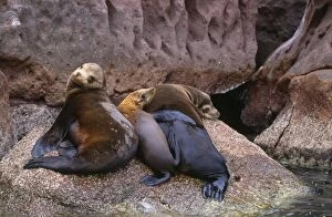 Images Dated 2nd July 2007: California Sea Lion