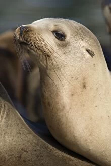 Images Dated 1st April 2009: California Sea Lion - Monterey Bay - CA