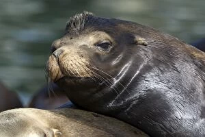 Images Dated 1st April 2009: California Sea Lion - Monterey Bay - CA