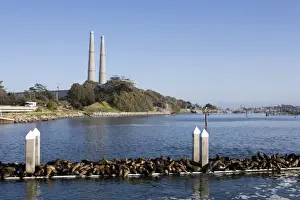 Quay Prints: California Sea Lions - Adult