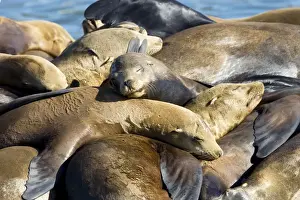 California Sea Lions - Adult and subadult male California sea lion resting on the visitor's dock in the Marina at Moss Landing - Monterey Bay - Pacific Ocean - California - USA