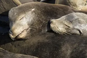 California Sea Lions - Adult and subadult male California sea lion resting on the visitor's dock in the Marina at Moss Landing - Monterey Bay - Pacific Ocean - California - USA