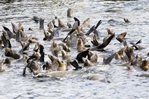 Images Dated 3rd May 2008: California Sea Lions - cooling off in the water near the breakwater of Monterey harbor - Monterey