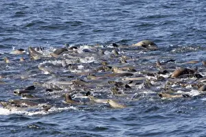 Sea Lion Prints: California Sea Lions - group catching their breath at the surface while feeding on a large school of herring