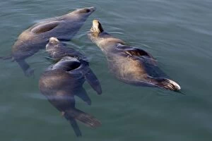 Images Dated 27th April 2007: California Sealion - resting in the protected waters of Monterey Harbor - California - USA