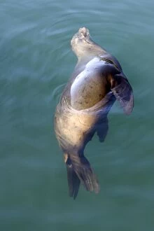 Images Dated 27th April 2007: California Sealion - resting in the protected waters of Monterey Harbor - California - USA