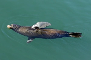 Images Dated 27th April 2007: California Sealion - resting in the protected waters of Monterey Harbor - California - USA