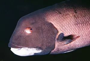Wrasses Prints: California Sheephead Wrasse Male. Monterey Bay, California, USA