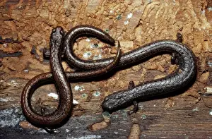 Salamanders Prints: California Slender Salamander California, USA