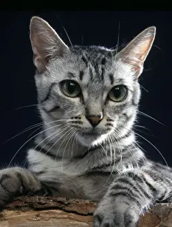 California Spangled Cat