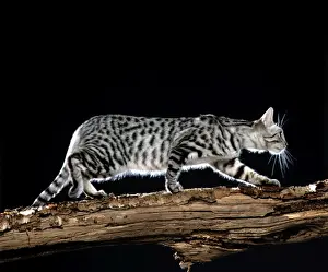 California Spangled Cat Walking on branch