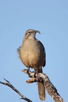 Images Dated 23rd January 2010: California Thrasher