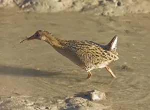 Rail Prints: Californian Clapper Rail - San Francisco Bay - California, United States