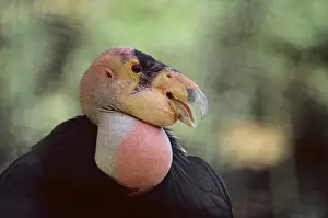 Californian Condor