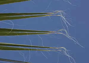 Frond Prints: Californian / Desert Fan Palm - leaves
