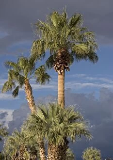 Californian / Desert Fan Palms
