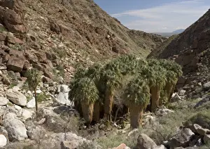 Grove Prints: Californian / Desert Fan Palms Palm Springs canyon, California, USA