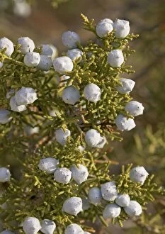 Images Dated 27th February 2005: Californian Juniper Bush - with immature fruit. On granite