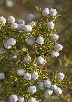 Images Dated 27th February 2005: Californian Juniper Bush - with immature fruit. On granite