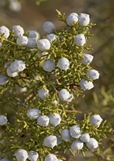 Californian Juniper Bush - with immature fruit. On granite