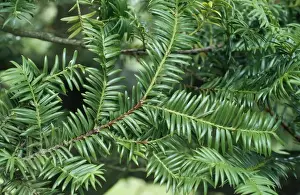 Nutmeg Prints: Californian Nutmeg - leaves