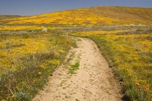 Images Dated 25th March 2009: Californian Poppies and Goldfields (Lasthenia californica) - with winding path - Antelope Valley
