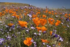 Californian Poppy and violet Davy Gilia (Gilia latiflora ssp. davyi) cover hills and valleys in Antelope Valley