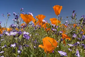 From Below Prints: Californian Poppy and violet Davy Gilia (Gilia latiflora ssp)