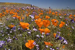 Purple Prints: Californian Poppy and violet Davy Gilia (Gilia latiflora ssp)