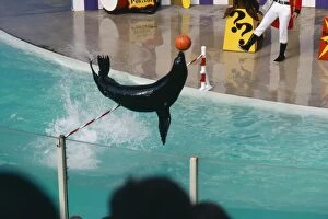 Aquariums Gallery: Californian Sealion - trained, leaping barrier